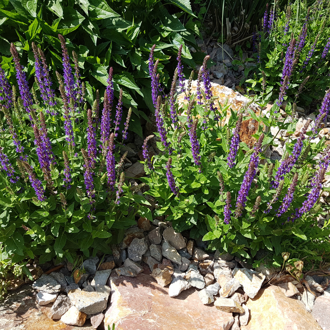 Stäppsalvia - Violet Queen - 3