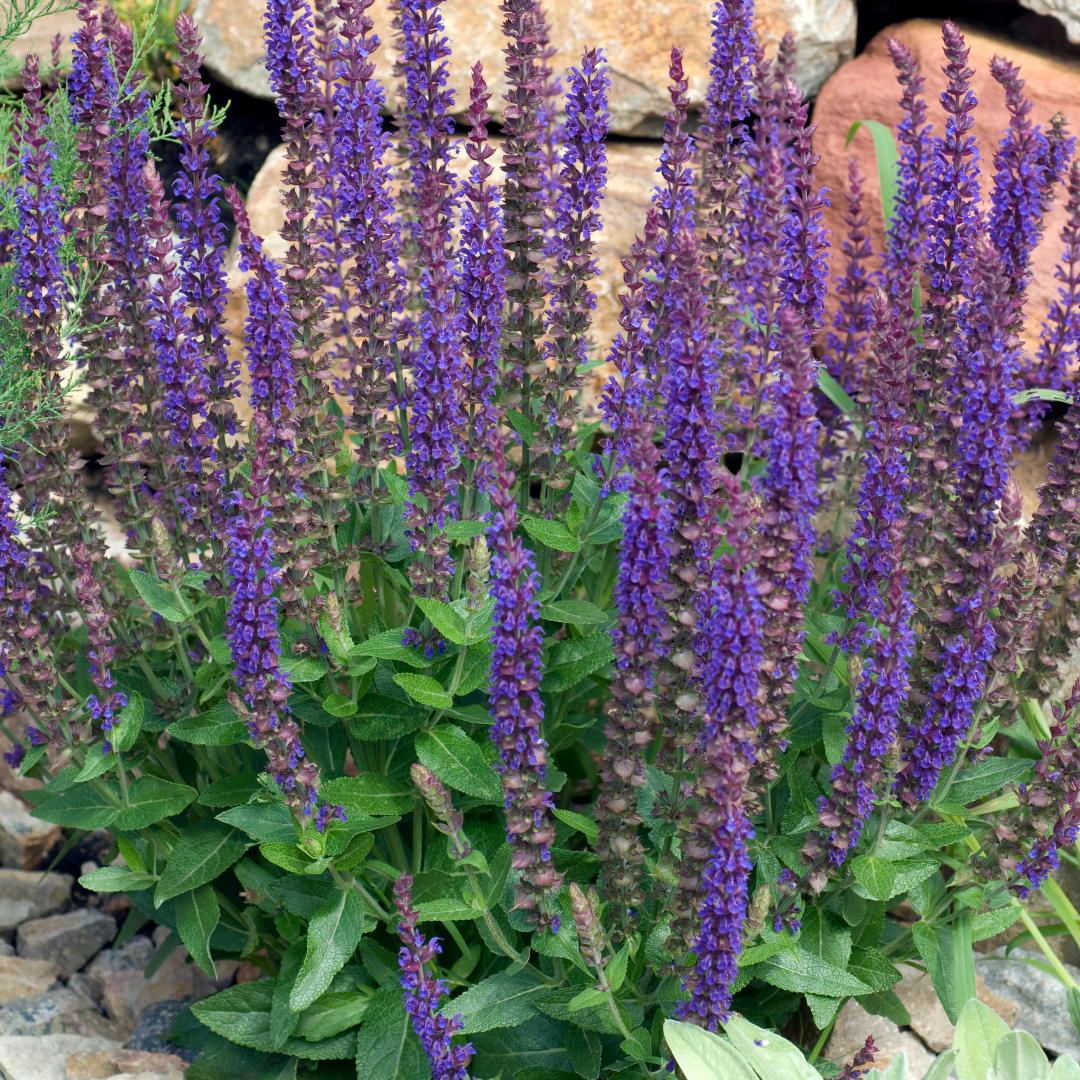 Stäppsalvia - Violet Queen