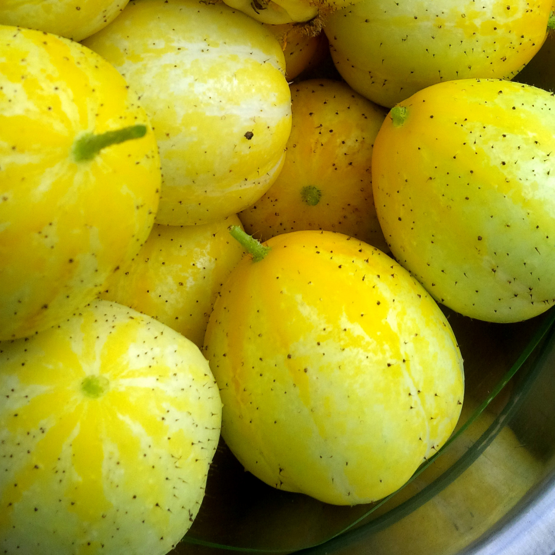 Äppelgurka - Lemon Apple - 3