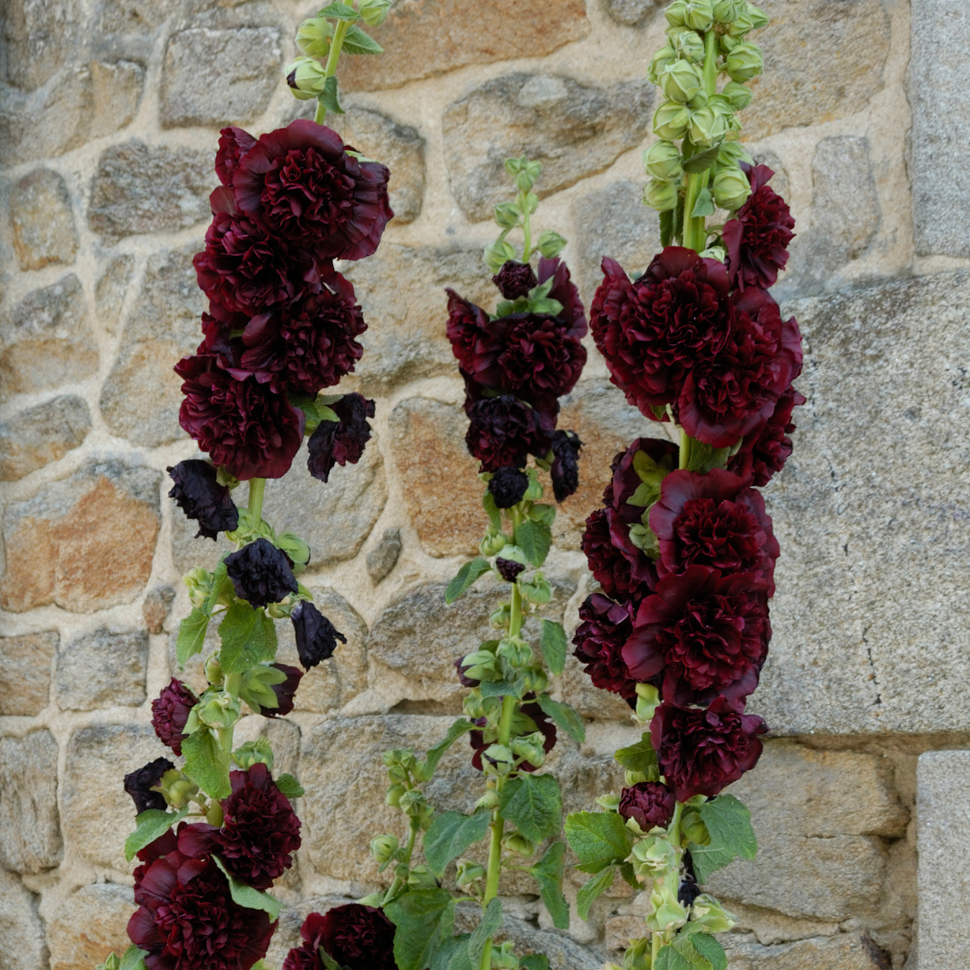 Stockros - Double Majorette Brown Red