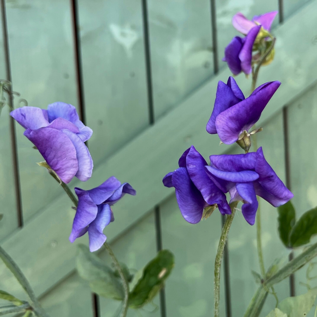 Luktärt - Blå Noel Sutton