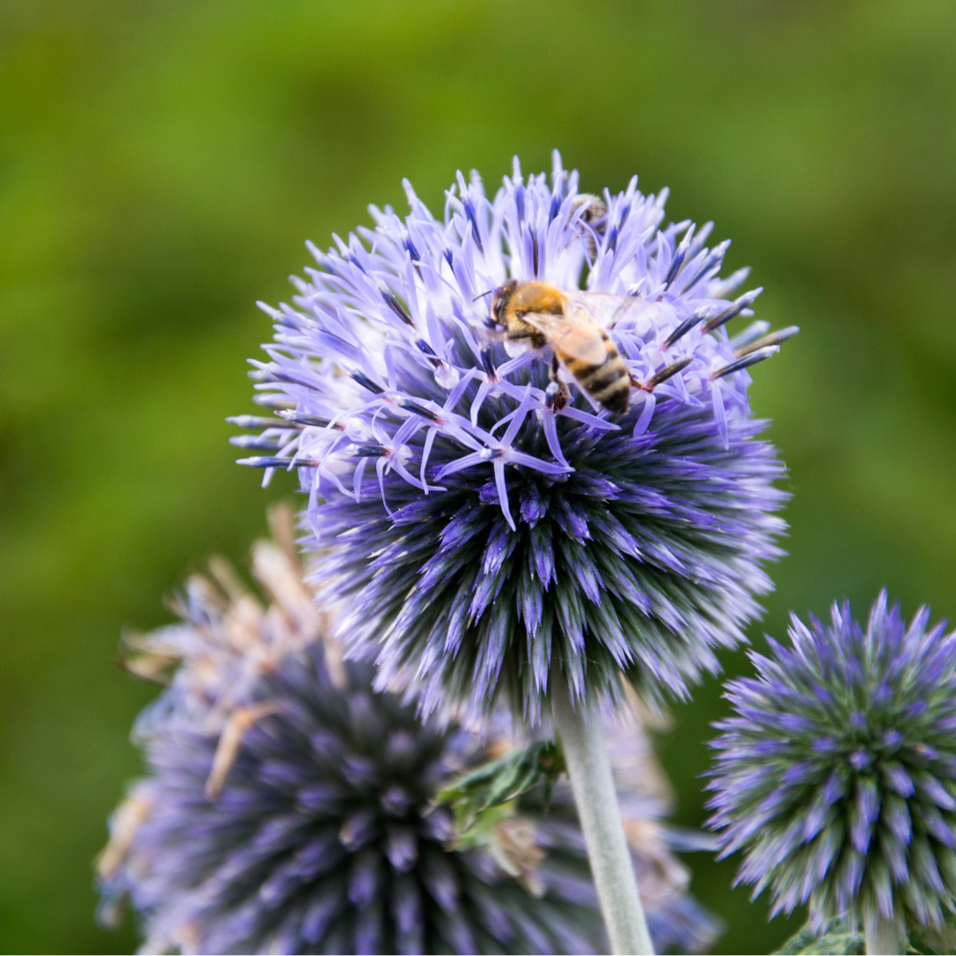 Blå Bolltistel - Violet
