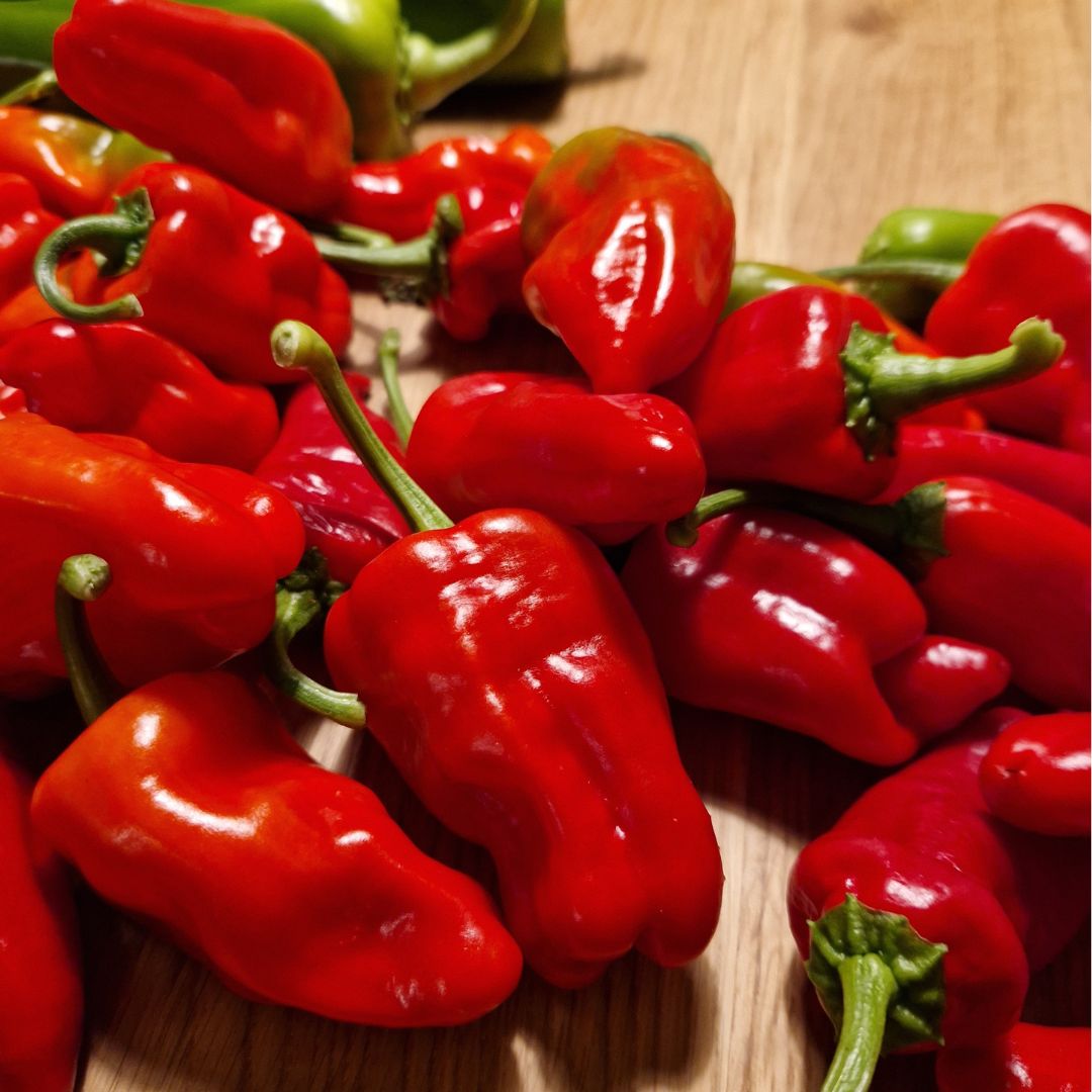 Ekologisk Chilipeppar - Padron - Tapaspeppar - 3