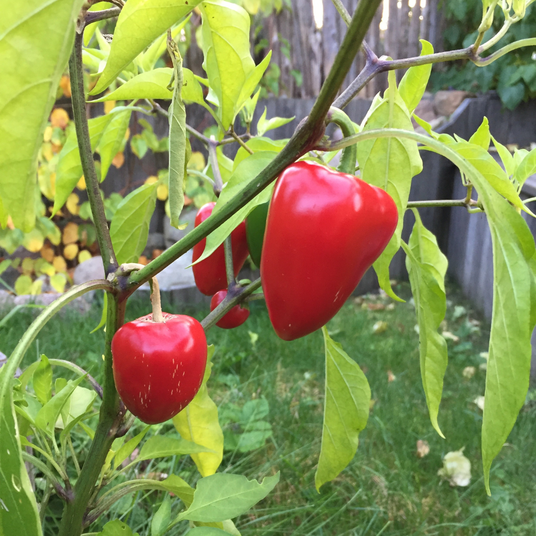 Ekologisk Minipaprika - Piquillo - Kultursort