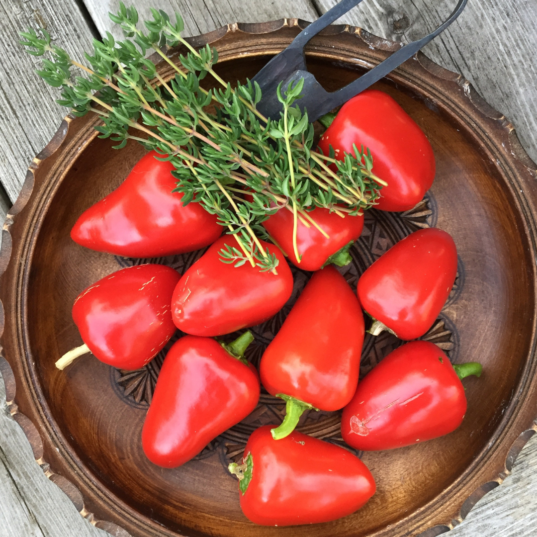 Ekologisk Minipaprika - Piquillo - Kultursort