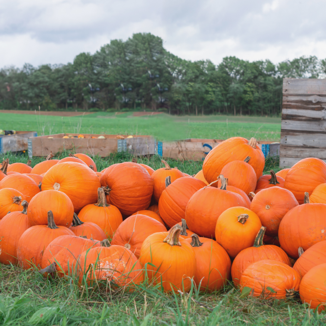 Jättepumpa - Big Max - Kultursort