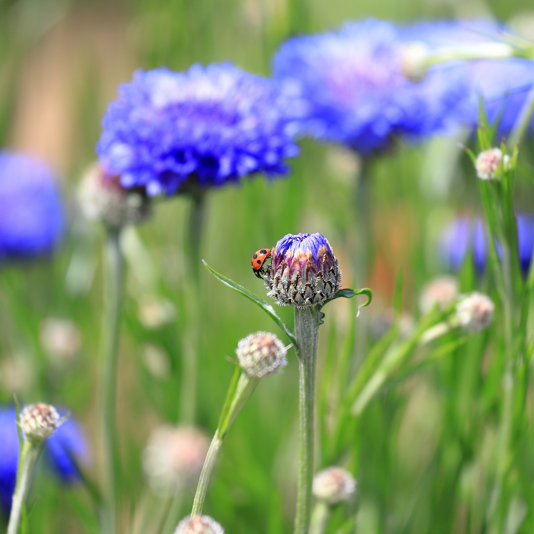 Blomstermix - Nyckelpigor