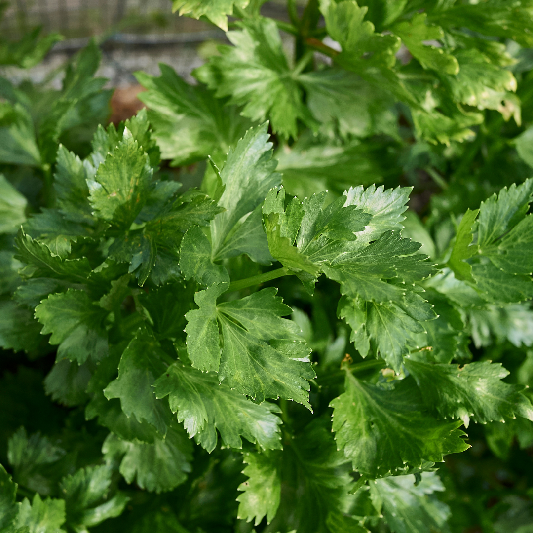 Kinesisk Bladselleri - Gewone Snij