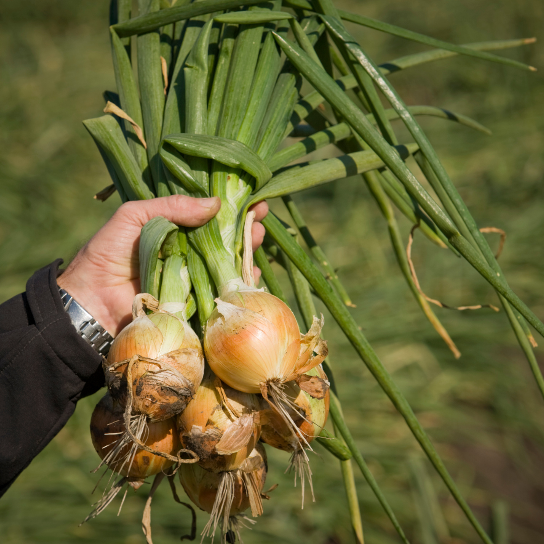 Gul Lök - Texas Early Grano - Kultursort