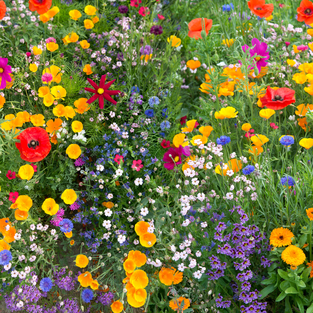 Blomstermix - Ängsmix