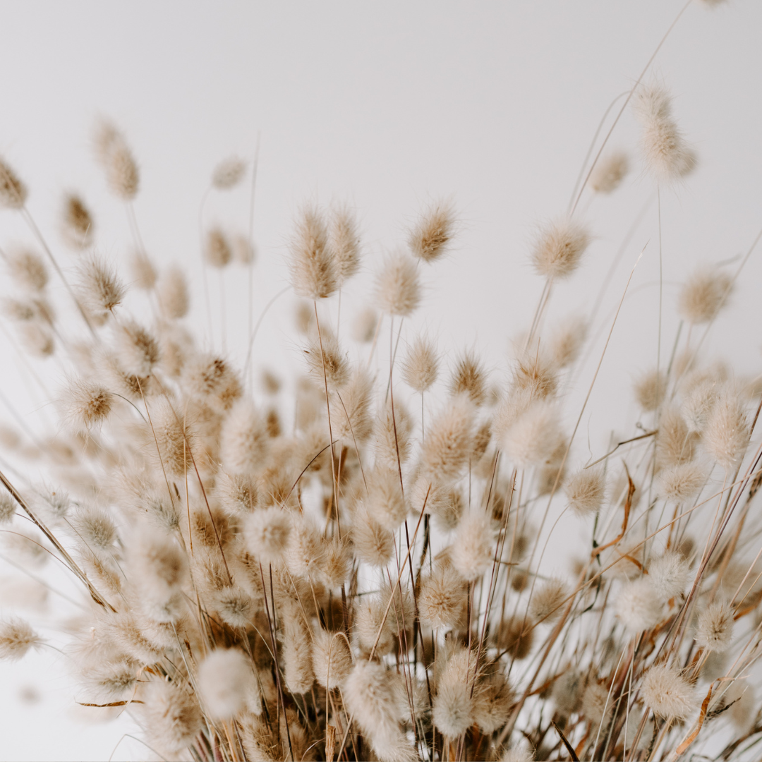 Prydnadgräs - Bunny Tails