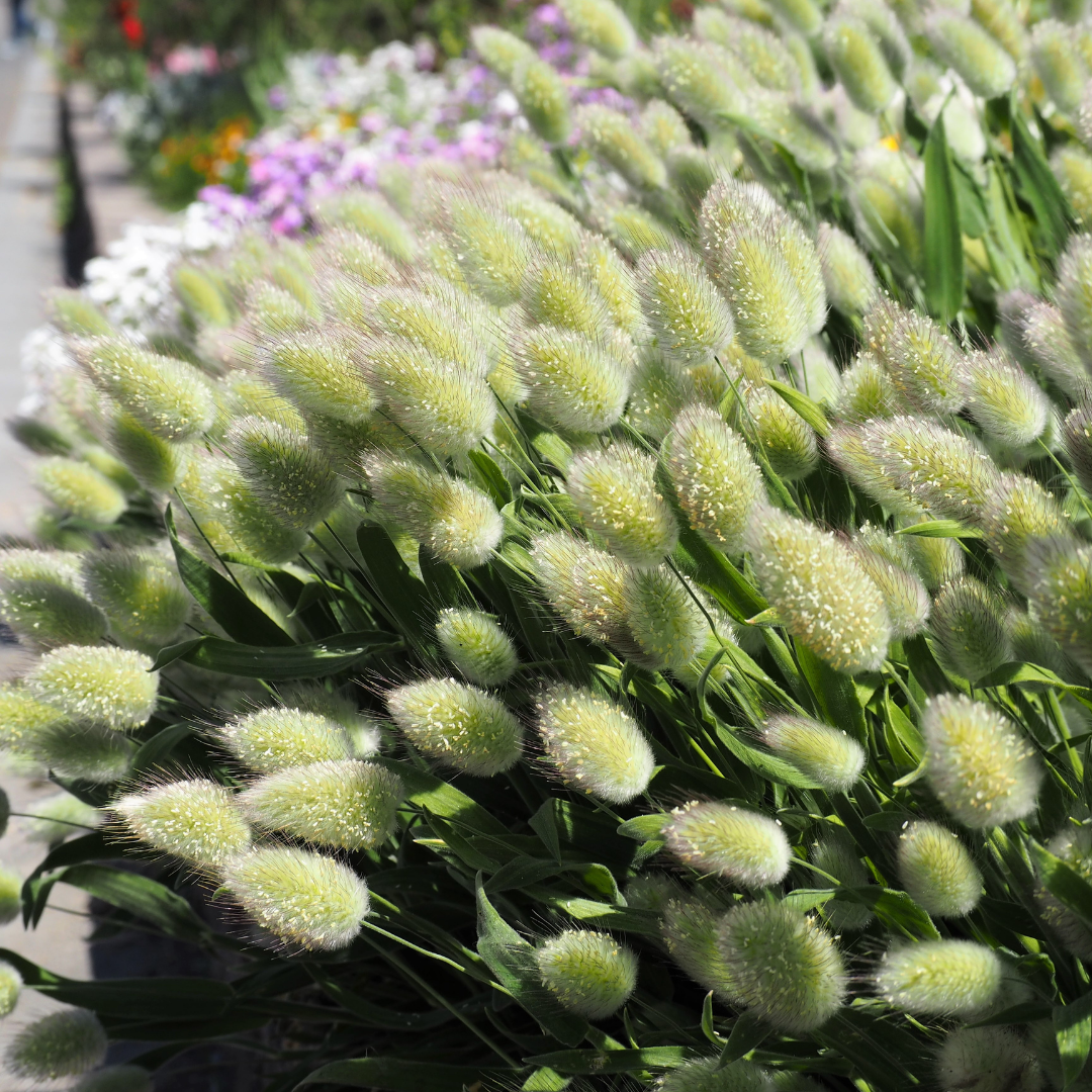 Harsvans - Bunny Tails - 4