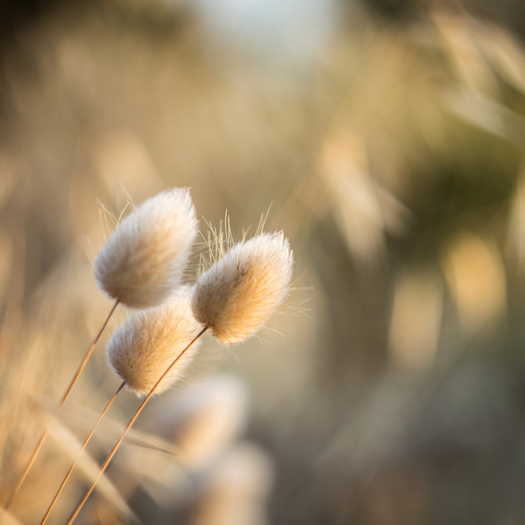 Harsvans - Bunny Tails - 3