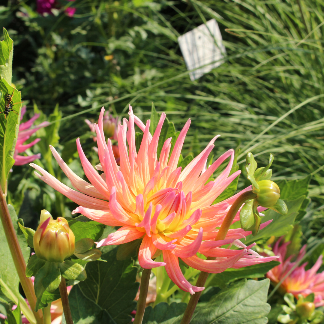 Dahlia - Kaktus Mix - 3