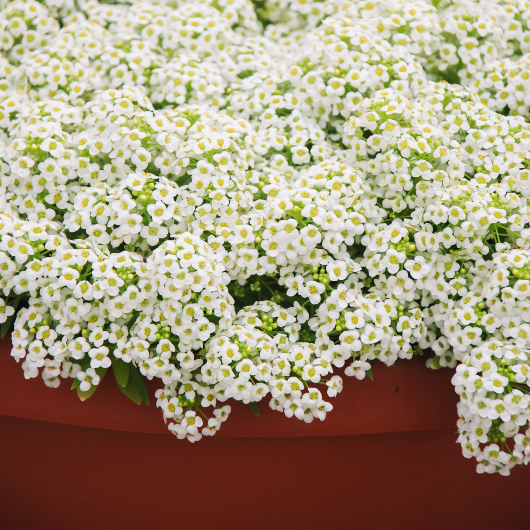 Strandkrassing - Carpet of Snow