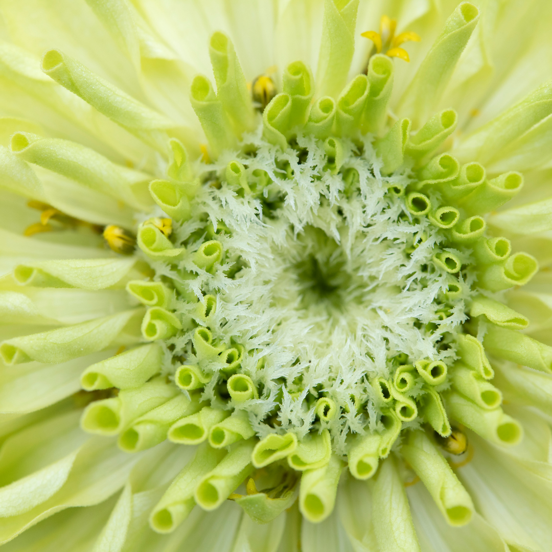 Zinnia - Super Yoga Lime Green - 3