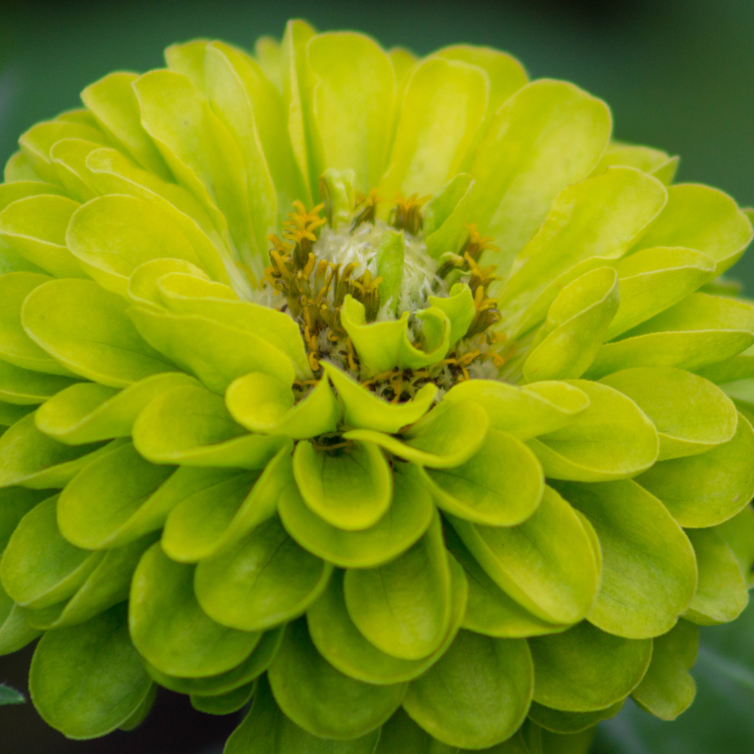 Zinnia - Super Yoga Lime Green