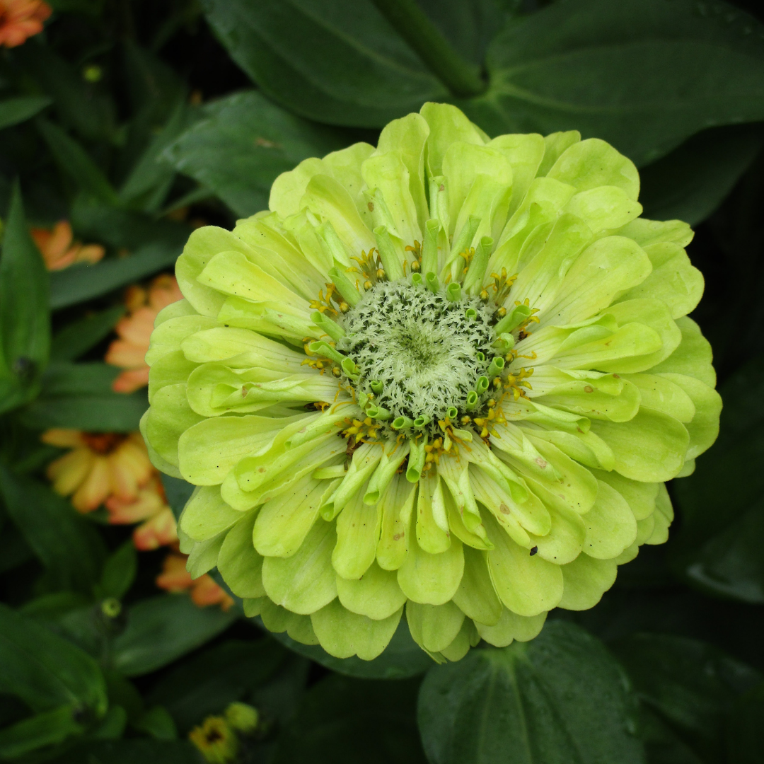 Zinnia - Super Yoga Lime Green