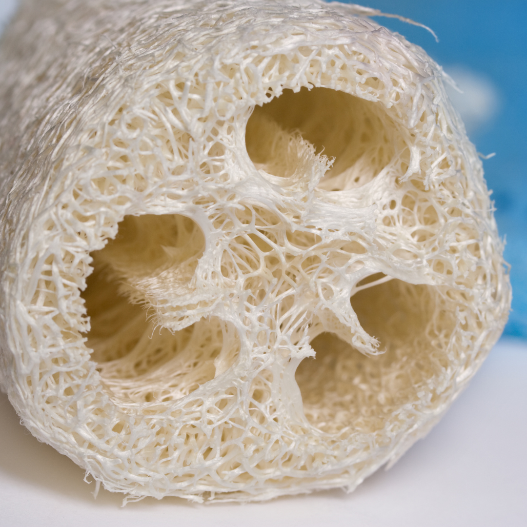 Svampgurka - Luffagurka