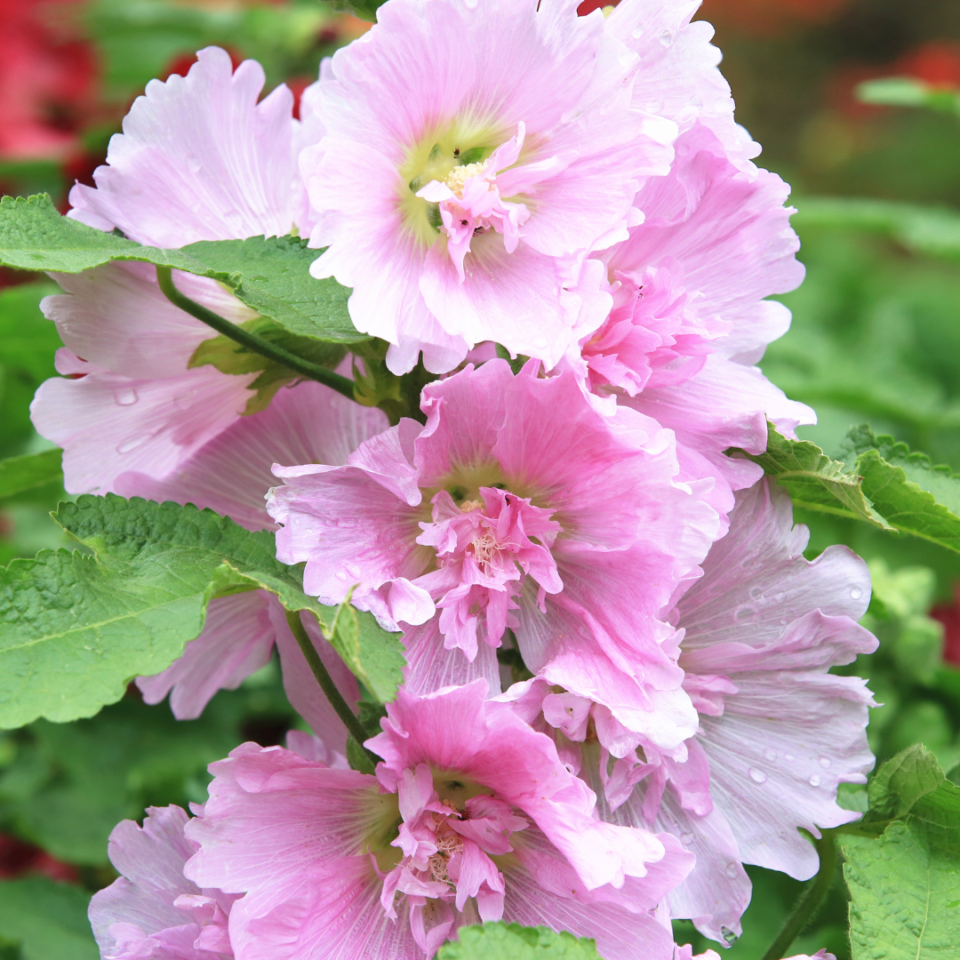 Stockros - Summer Carnival Blush Pink