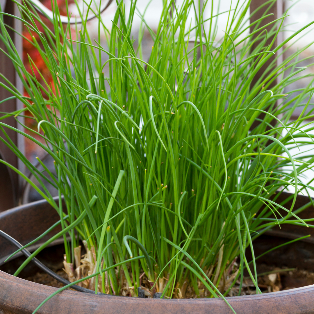 Gräslök - Fine Leaf