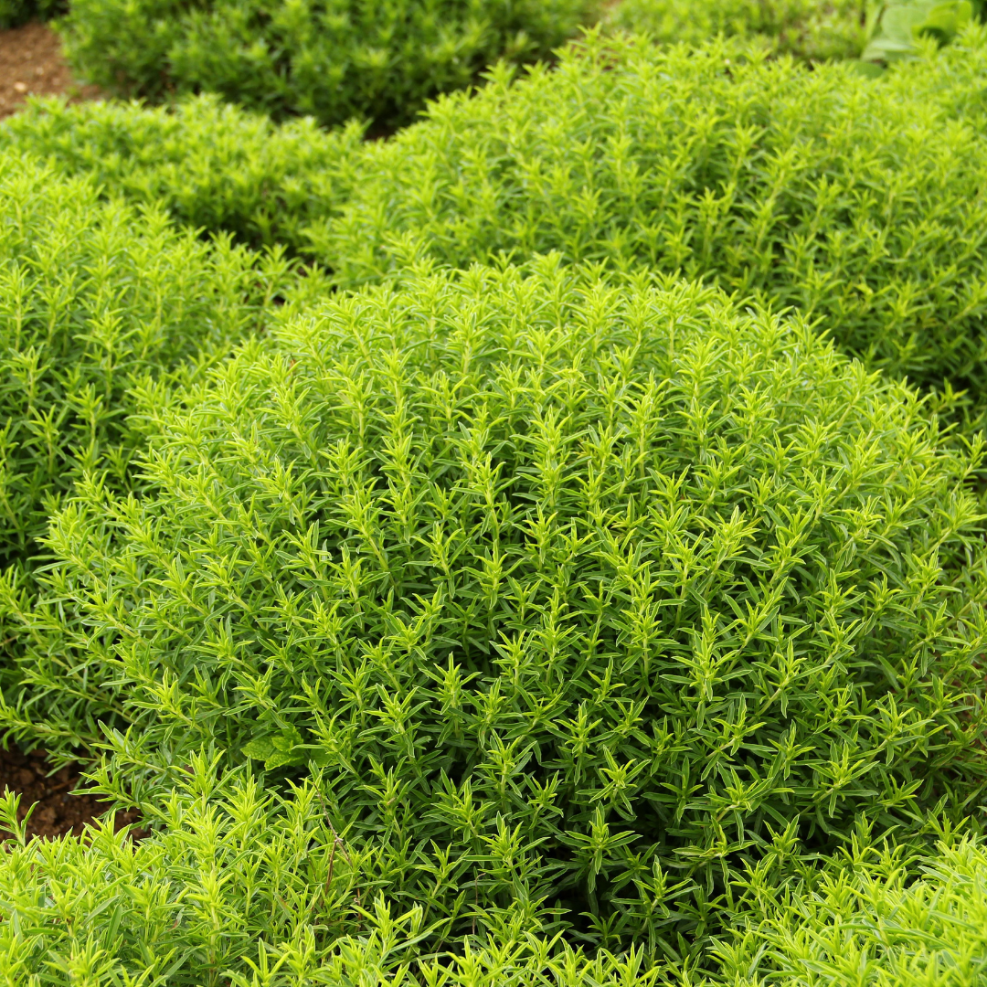 Vinterkyndel - Flerårig Kyndel