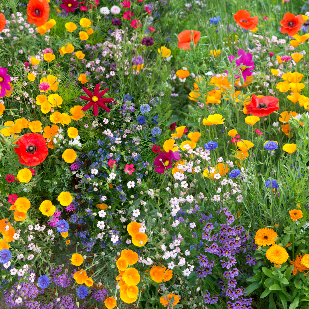 Blomstermix - Japansk Lågväxande Mix