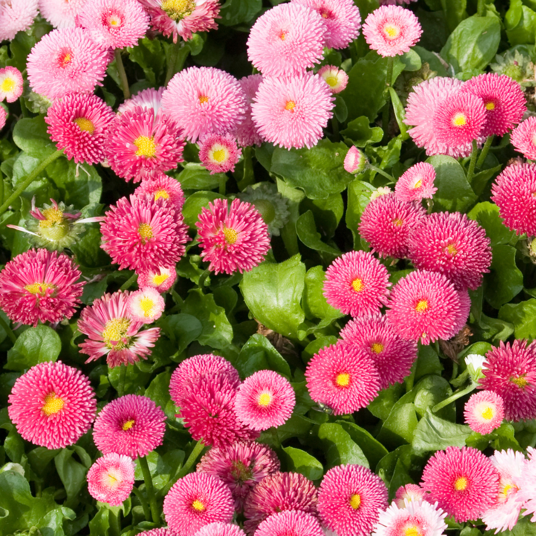 Tusensköna - Super Enorma Rose Ball