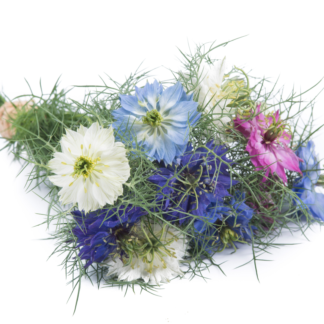 Jungfrun i det gröna - Persian Jewels Mix