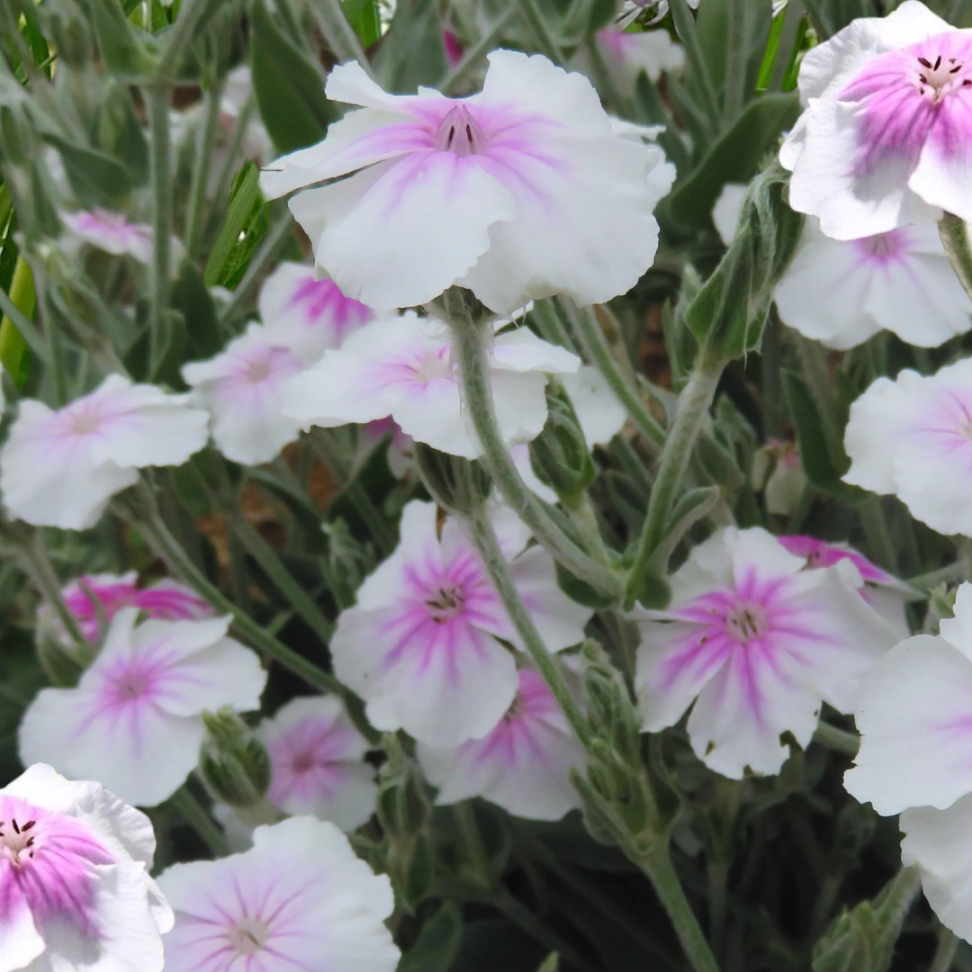 Purpurklätt - Oculata