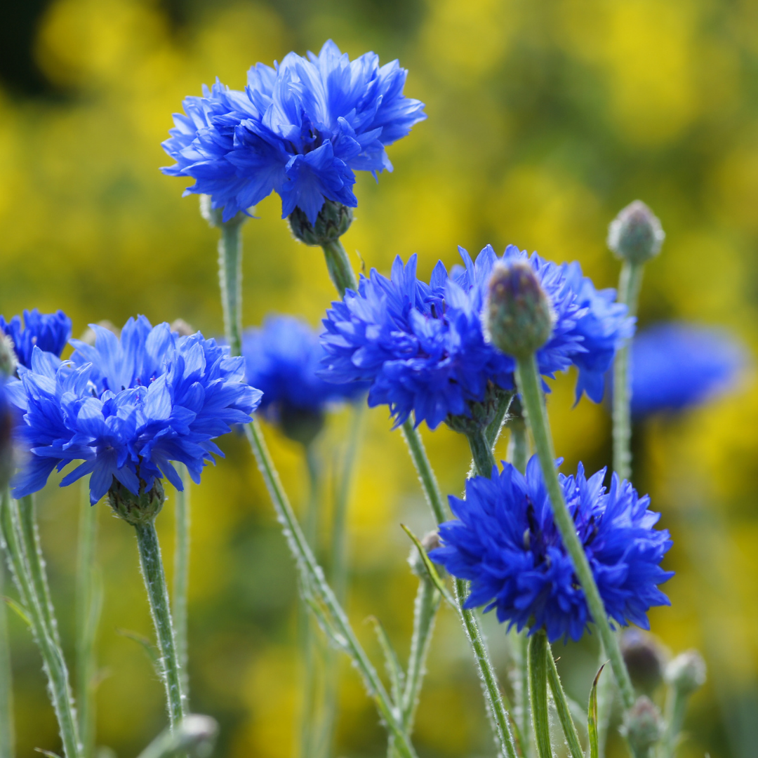 Blåklint - Blue Ball