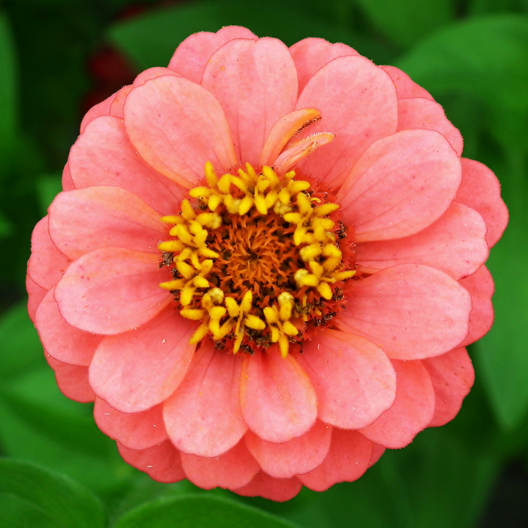 Zinnia - Pumila Bordeux Salmon