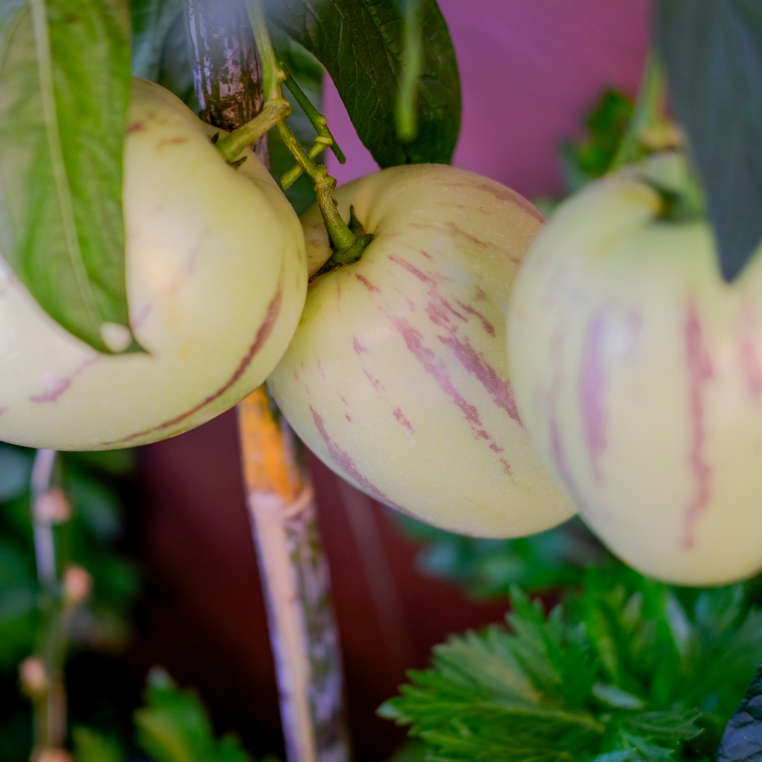 Pepino - Pepinomelon