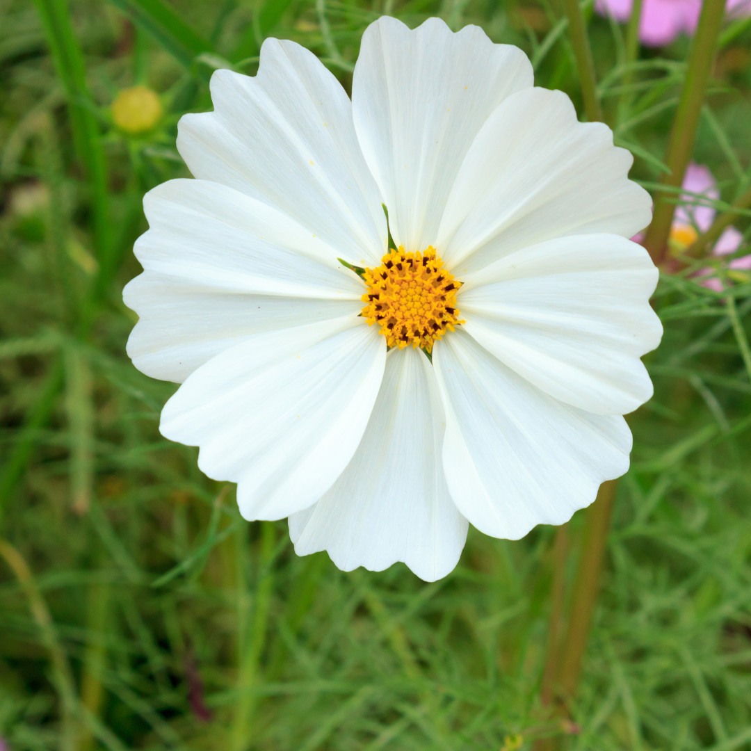 Rosenskära - Tetra Versailles White