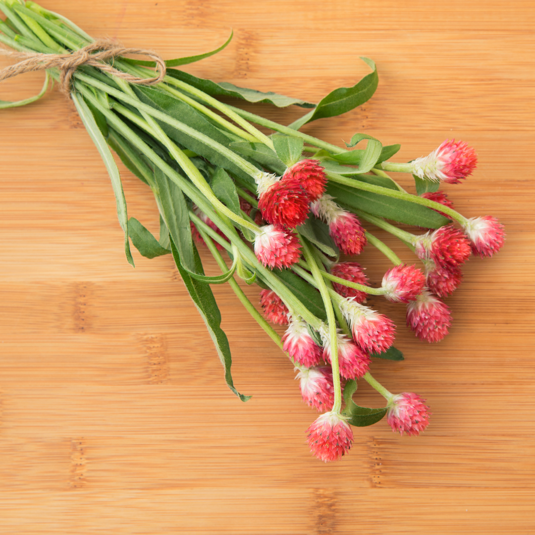 Klotamarant - Salmon - Eternell