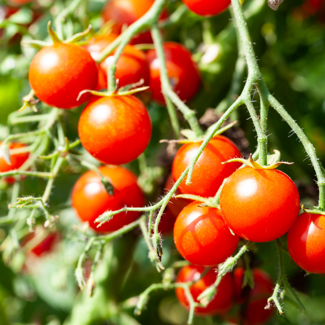 Körsbärstomat - Idyll