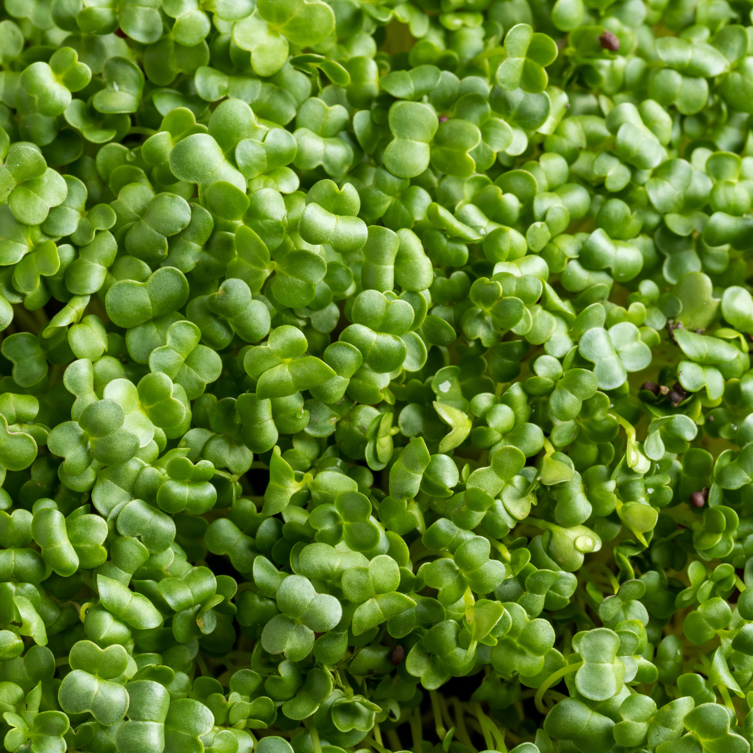 Microgreen Broccoli - Calabrese