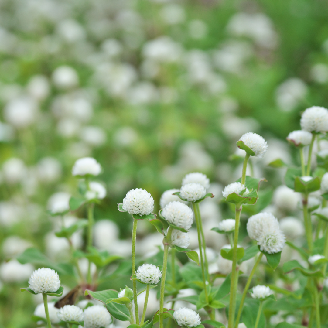 Klotamarant - White - Eternell