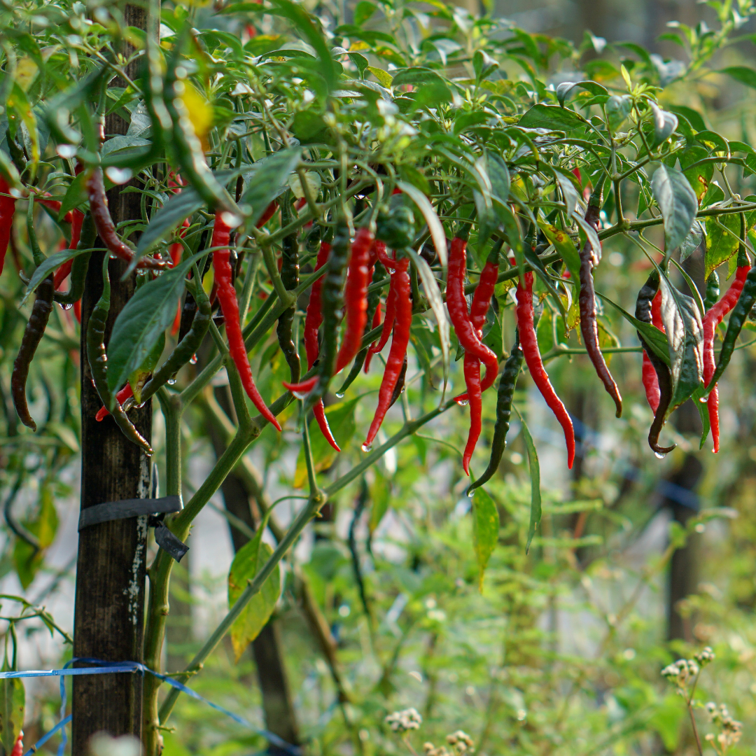 Ekologisk Chili - Langlang