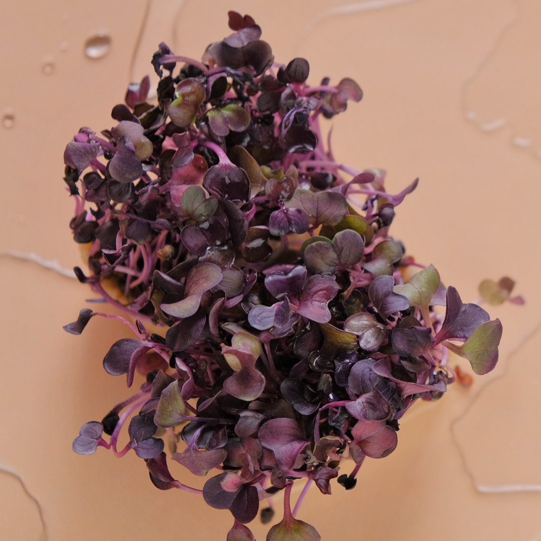 Microgreen Rädisa - Sango