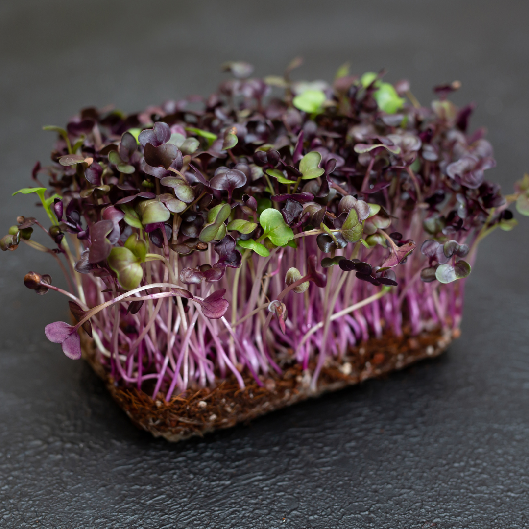 Microgreen Rädisa - Sango