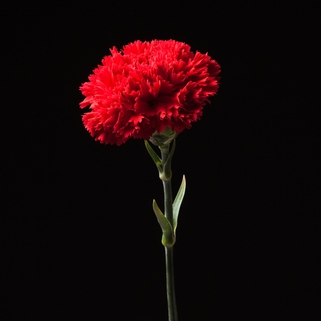 Trädgårdsnejlika - Chabaud Nero