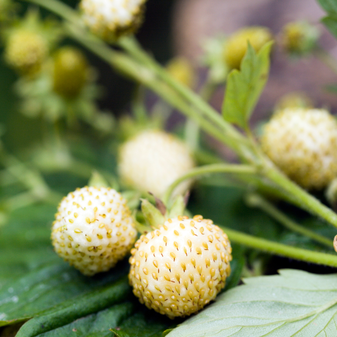 Vita Smultron - White Soul