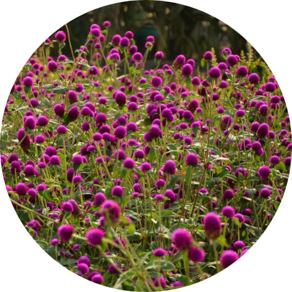 Klotamarant - Violet - Eternell - 3
