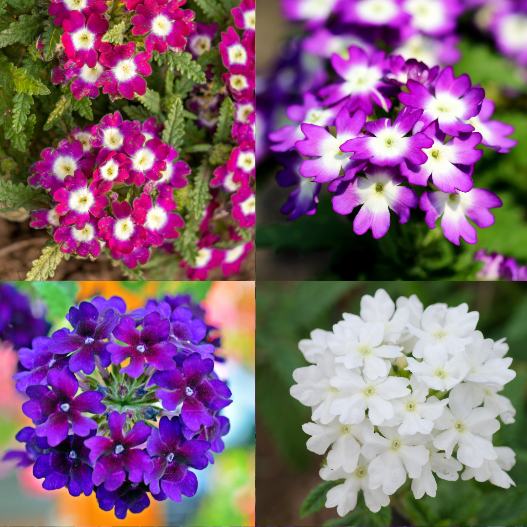 Trädgårdsverbena - Florist Mix