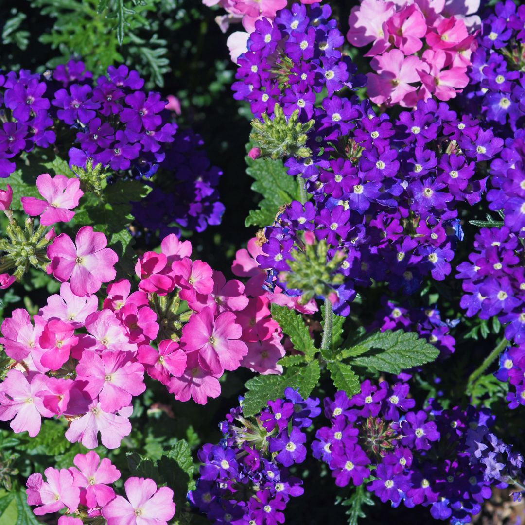REA! Trädgårdsverbena - Florist Mix