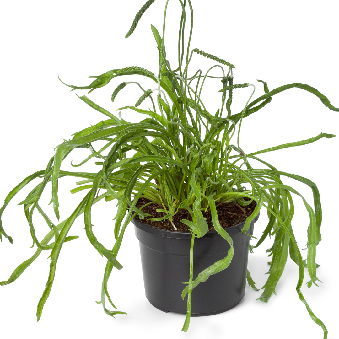 Strandkämpar - Bucks Horn