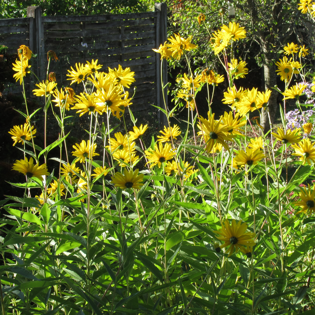 Prinssolros - Maximilians Solros