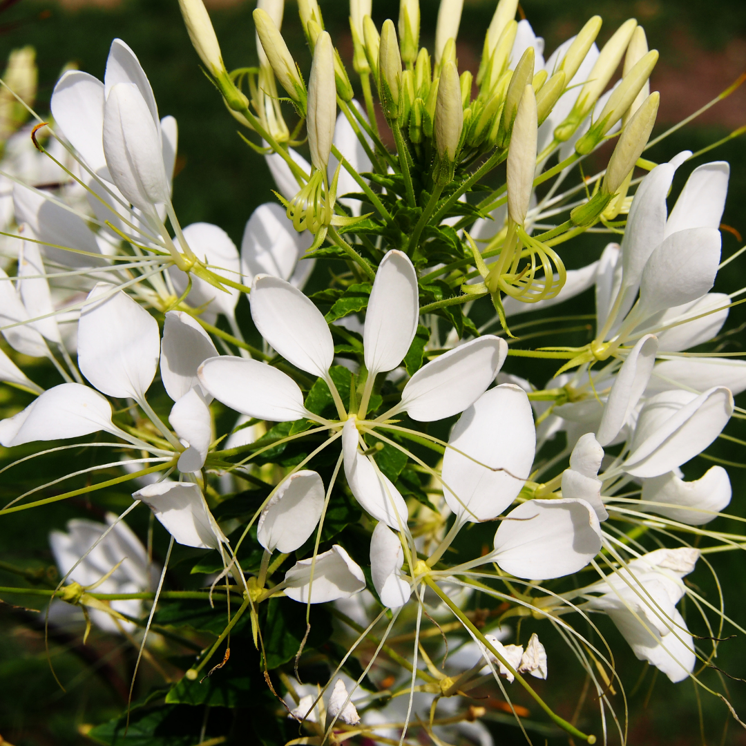 Paradisblomster - White Queen