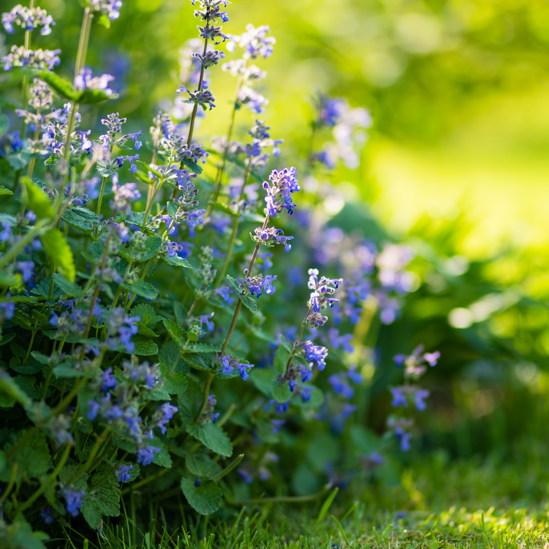 Blomstermix - Mot Mygg och Fästingar